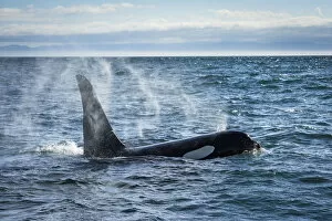 Straight of Juan de Fuca, Washington State, USA. Southern resident killer whale blowing