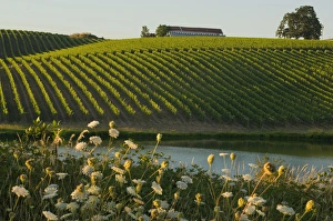 Straight rows of riesling vines roll up hills at Montinore Estate Vineyards near Forest Straight rows of riesling vines roll up hills at Montinore Estate Vineyards near Forest