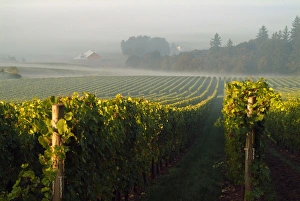 Straight rows of the vines at Stoler Vineyards in Willamette Valley Wine Country Straight rows of the vines at Stoler Vineyards in Willamette Valley Wine Country