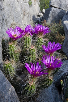 Strawberry Cactus (Echinocereus enneacanthus) or Pitaya blooming in rocky ledge Strawberry Cactus (Echinocereus enneacanthus) or Pitaya blooming in rocky ledge