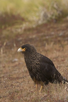 A striated Caracara or Johnny Rook as they are known by Falkland sheep farmers used A striated Caracara or Johnny Rook as they are known by Falkland sheep farmers used