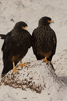 Striated Caracaras or Johnny Rooks (Phalcoboenus australis) on Sea Lion Island Striated Caracaras or Johnny Rooks (Phalcoboenus australis) on Sea Lion Island