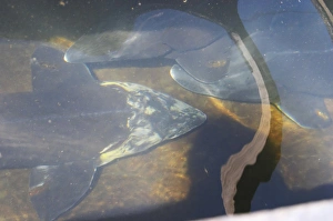 Three sturgeons in a Fish farm nursery dam pond Caviar et Prestige Saint Three sturgeons in a Fish farm nursery dam pond Caviar et Prestige Saint