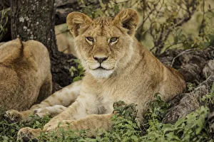 Sub adult lion resting in shade of tree with rest of the pride, Serengeti National Park Sub adult lion resting in shade of tree with rest of the pride, Serengeti National Park