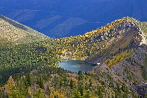 Subalpine larch in autumn on Nasukoin Lake in the Whitefish Range of the Flathead National Forest Subalpine larch in autumn on Nasukoin Lake in the Whitefish Range of the Flathead National Forest