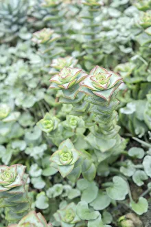 <b class=qtipBold><figcaption>Succulent plant, USA</figcaption></b><br><em>© Lisa Engelbrecht / DanitaDelimont.com</em> Succulent plant, USA