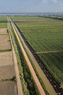 Sugar Cane production East Coastal area GUYANA South America Sugar Cane production East Coastal area GUYANA South America