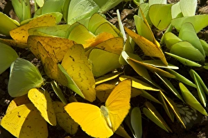 Sulfur Butterflies on mineral lick (Phoebis sp.), Yasuni National Park, Amazon Rainforest Sulfur Butterflies on mineral lick (Phoebis sp.), Yasuni National Park, Amazon Rainforest