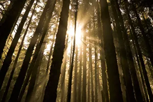 Sunbeam in wooded rainforest, Olympic National Park, Washington State, USA Sunbeam in wooded rainforest, Olympic National Park, Washington State, USA