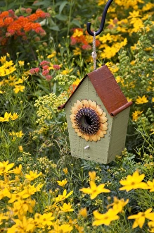 Sunflower birdhouse in garden with Threadleaf Coreopsis (Coreopsis verticillata Golden Sunflower birdhouse in garden with Threadleaf Coreopsis (Coreopsis verticillata Golden