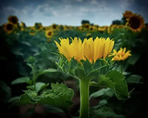 Sunflower being different than the rest of the field Sunflower being different than the rest of the field