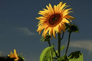 Images Dated 5th August 2012: Sunflower Portrait, Sunflower Festival, Hood River, Oregon, USA