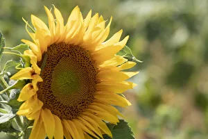 Sunflowers blooming near lavender fields during summer in Valensole, Provence, France Sunflowers blooming near lavender fields during summer in Valensole, Provence, France