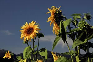 Images Dated 5th August 2012: Sunflowers, Sunflower Festival, Hood River, Oregon, USA