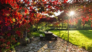 Sunlight through autumn grape vines, Korana Village, Plitvice Lakes National Park Sunlight through autumn grape vines, Korana Village, Plitvice Lakes National Park