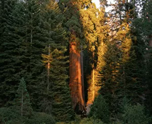 Sequoiadendron Giganteum Gallery: last sunlight on Giant Sequoia trees in Grant Grove, Kings Canyon Nat l Park, CA
