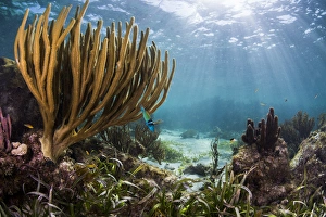 Sunlight illuminates the soft and hard corals and blue and clear waters of a shallow Sunlight illuminates the soft and hard corals and blue and clear waters of a shallow