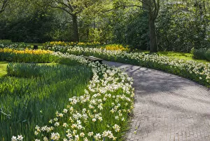 Images Dated 8th April 2011: Sunlit path in daffodil garden