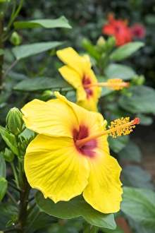 <b class=qtipBold><figcaption>Sunny Wind, Hibiscus, USA</figcaption></b><br>Sunny Wind, Hibiscus, Usa<br><em>© Lisa Engelbrecht / DanitaDelimont.com</em> Sunny Wind, Hibiscus, USA