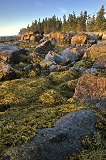 Sunrise over the Atlantic, Natural Seawall, Acadia National Park, Maine, USA Sunrise over the Atlantic, Natural Seawall, Acadia National Park, Maine, USA