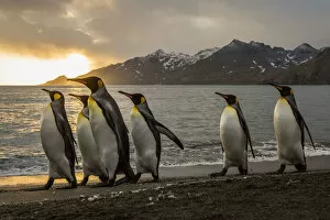 South Georgia Island Gallery: Sunrise with marching king penguins on the beach of St