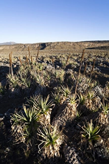 Sunrise near Keyrensa at the Escarpment of the Sanetti Plateau with withered stands Sunrise near Keyrensa at the Escarpment of the Sanetti Plateau with withered stands
