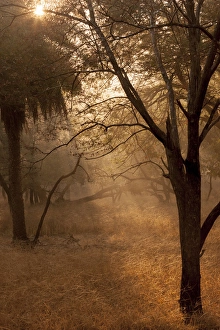 Sunrise. Ranthambore National Park, Sawai Madhopur. Rajasthan. India Sunrise. Ranthambore National Park, Sawai Madhopur. Rajasthan. India
