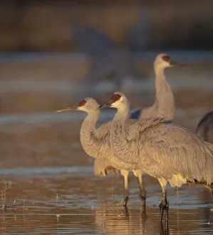 Sunrise, Sandhill cranes, Grus canadensis, Bosque del Apache National Wildlife Refuge Sunrise, Sandhill cranes, Grus canadensis, Bosque del Apache National Wildlife Refuge