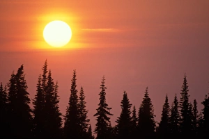 sunset over black spruce trees, Kenai Peninsula, southcentral Alaska sunset over black spruce trees, Kenai Peninsula, southcentral Alaska