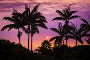Sunset through silhouetted palm trees, Kona Coast, The Big Island, Hawaii, USA Sunset through silhouetted palm trees, Kona Coast, The Big Island, Hawaii, USA