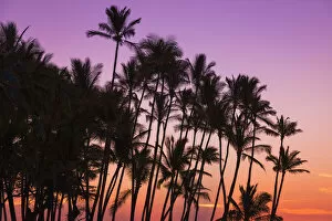 Images Dated 28th October 2013: Sunset through silhouetted palms at Anaeho omalu Bay, Kohala Coast, Big Island