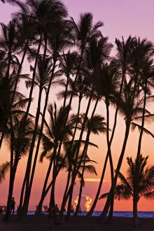 Images Dated 28th October 2013: Sunset through silhouetted palms at Anaeho omalu Bay, Kohala Coast, Big Island
