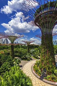 The Supertree Grove from the OCBC Skyway at Gardens by the Bay, Singapore The Supertree Grove from the OCBC Skyway at Gardens by the Bay, Singapore