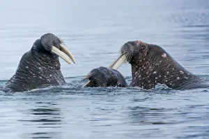 Svalbard, Spitsbergen. Three walrus playing together in the water Svalbard, Spitsbergen. Three walrus playing together in the water