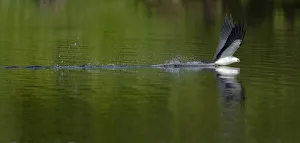 Swallow-tailed coming down to drink or wash lower body, Elanoides forficatus Swallow-tailed coming down to drink or wash lower body, Elanoides forficatus
