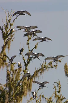 The Swallow-tailed Kite (Elanoides forficatus) breeds from the southeastern United The Swallow-tailed Kite (Elanoides forficatus) breeds from the southeastern United