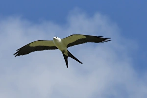 Swallow-tailed kite in flight, Elanoides forficatus, Central Florida, USA Swallow-tailed kite in flight, Elanoides forficatus, Central Florida, USA