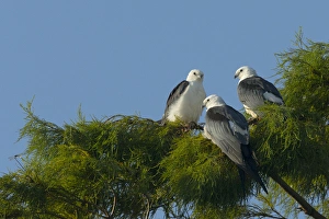 Swallow-tailed kites roosting before migration, Elanoides forficatus, Lake Woodruff NWR Swallow-tailed kites roosting before migration, Elanoides forficatus, Lake Woodruff NWR