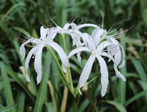 Swamp Lily, Crinum americanum, blooming, Everglades National Park, Florida, USA, Dezember Swamp Lily, Crinum americanum, blooming, Everglades National Park, Florida, USA, Dezember