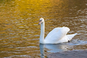 <b class=qtipBold><figcaption>Swan in Keukenhof Gardens</figcaption></b><br><em>© Anna Miller / DanitaDelimont.com</em> Swan in Keukenhof Gardens