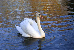 <b class=qtipBold><figcaption>Swan in Keukenhof Gardens</figcaption></b><br><em>© Anna Miller / DanitaDelimont.com</em> Swan in Keukenhof Gardens
