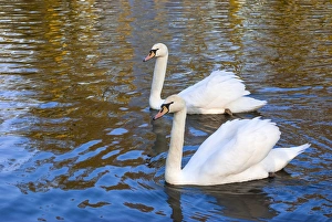 <b class=qtipBold><figcaption>Swans in Keukenhof Gardens</figcaption></b><br><em>© Anna Miller / DanitaDelimont.com</em> Swans in Keukenhof Gardens