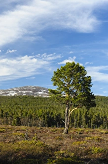 Sweden, Jamtland, Valadalen Nature Preserve. Clearing with a solitary Scots Pine Sweden, Jamtland, Valadalen Nature Preserve. Clearing with a solitary Scots Pine