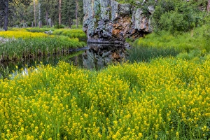 Sweet clover along French Creek in the Black Hills of Custer State Park, South Dakota Sweet clover along French Creek in the Black Hills of Custer State Park, South Dakota