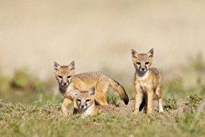 Swift Fox (Vulpes macrotis) young at den burrow, afternoon, Pawnee National Grasslands Swift Fox (Vulpes macrotis) young at den burrow, afternoon, Pawnee National Grasslands
