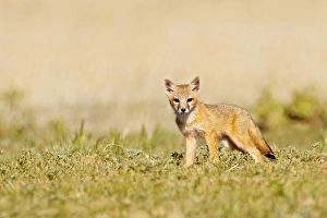 Swift Fox (Vulpes macrotis) young at den burrow, afternoon, Pawnee National Grasslands Swift Fox (Vulpes macrotis) young at den burrow, afternoon, Pawnee National Grasslands