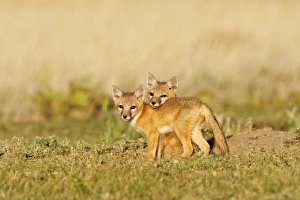 Swift Fox (Vulpes macrotis) young at den burrow, afternoon, Pawnee National Grasslands Swift Fox (Vulpes macrotis) young at den burrow, afternoon, Pawnee National Grasslands