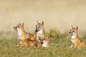 Swift Fox (Vulpes macrotis) young at den burrow, afternoon, Pawnee National Grasslands Swift Fox (Vulpes macrotis) young at den burrow, afternoon, Pawnee National Grasslands