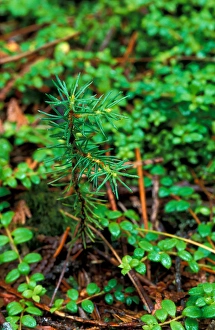 T8 R10 Wels, ME Spruce seedling in TNCs Big Reed Forest Reserve. Old growth T8 R10 Wels, ME Spruce seedling in TNCs Big Reed Forest Reserve. Old growth