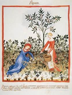 Tacuinum Sanitatis. Medieval Health Handbook, dated before 1400, based on observations Tacuinum Sanitatis. Medieval Health Handbook, dated before 1400, based on observations